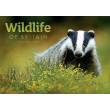 D1011 A4 Calendar Wildlife Of Britain