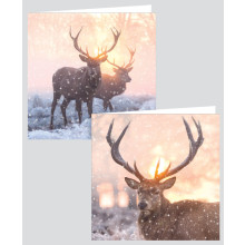 12 Square Photo Stag Cards